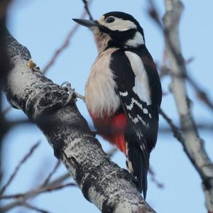 Great Spotted Woodpecker