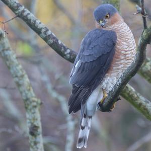 Eurasian Sparrowhawk