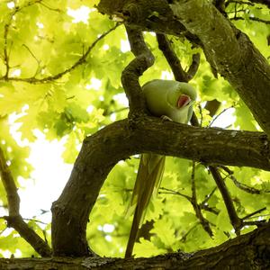 Rose-ringed Parakeet