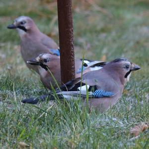 Eurasian Jay