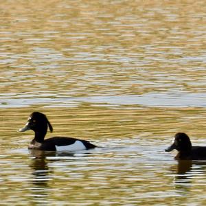 Tufted Duck