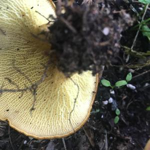 Shellfish-scented Russula