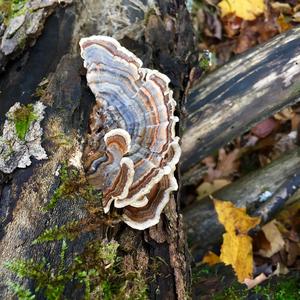 Turkey-tail