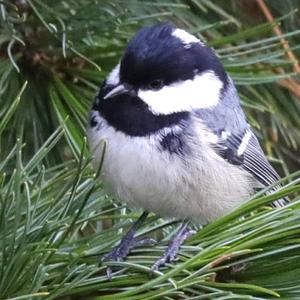 Coal Tit