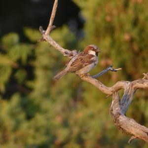 House Sparrow