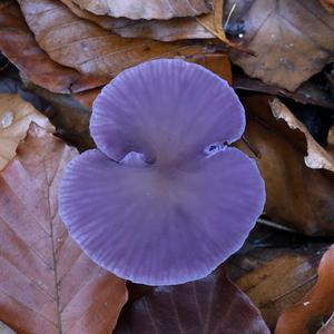 Amethyst Deceiver