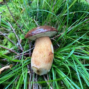 Bay Bolete