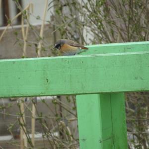 Common Redstart