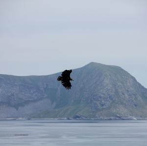 White-tailed Eagle