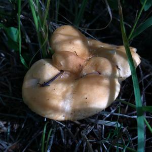 Hedgehog Fungus, Common