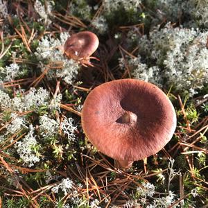 Oak Milk Cap