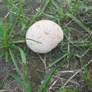 Gem-studded Puffball