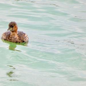 Little Grebe