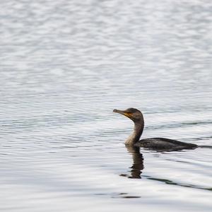 Double-crested Cormorant