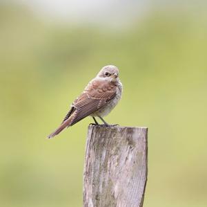 Red-backed Shrike