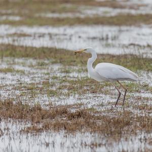 Great Egret