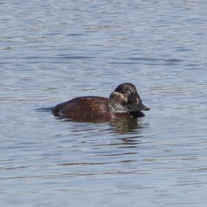 White-headed Duck