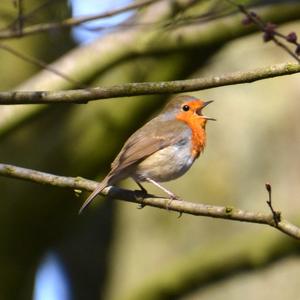 European Robin