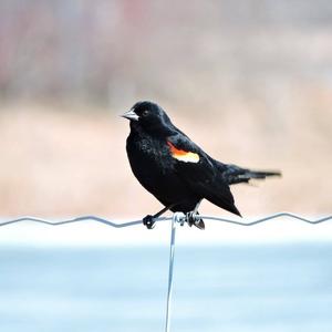 Red-winged Blackbird