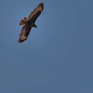 Common Buzzard