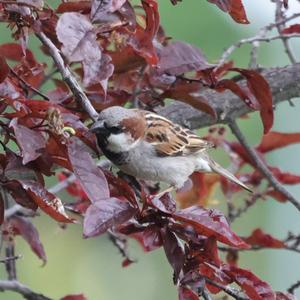 House Sparrow