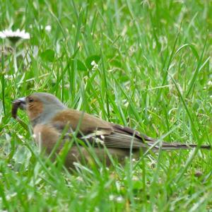 Eurasian Chaffinch