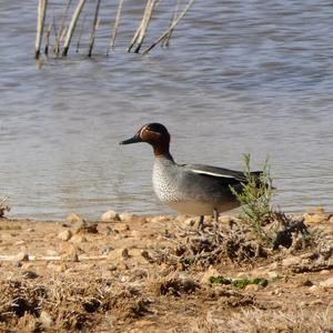 Common Teal