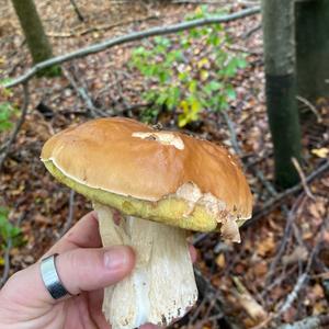 Summer Bolete