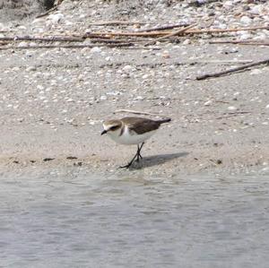 Kentish Plover