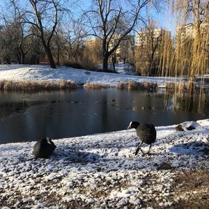 Common Coot