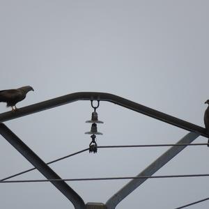 Black Kite