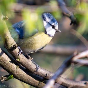 Blue Tit