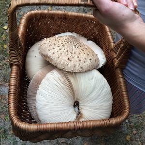 Parasol Mushroom