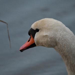 Höckerschwan