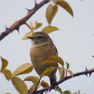 European stonechat