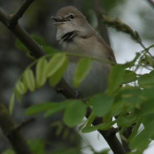 Garden Warbler