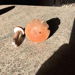 Orange Birch Bolete