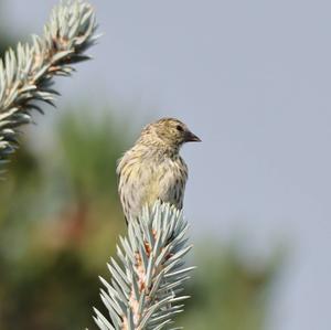 Eurasian Siskin