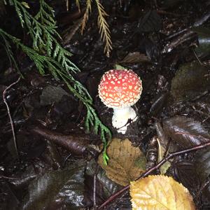 Fly Agaric