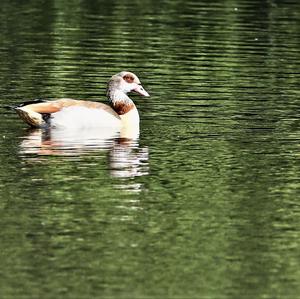 Nilgans