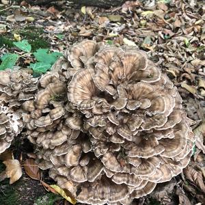 Hen-of-the-Woods