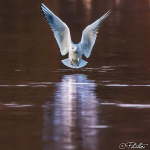 Black-headed Gull