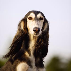 Saluki