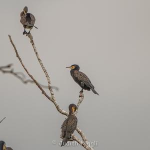 Great Cormorant