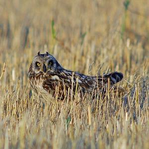 Short-eared Owl