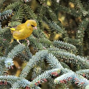 European Greenfinch