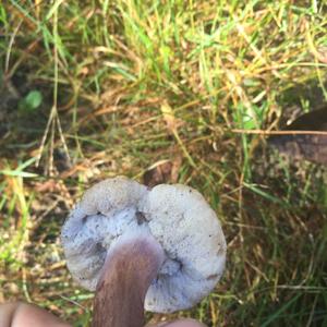 Jersey Cow Bolete