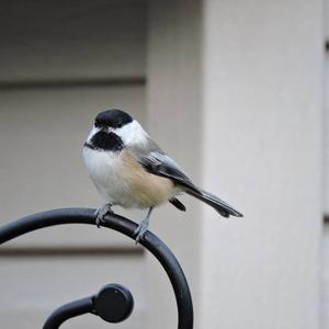 Black-capped Chickadee