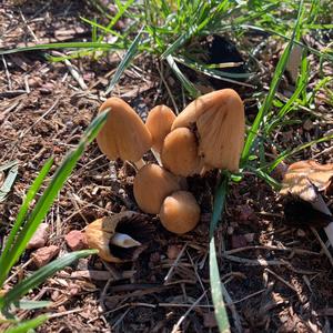 Non-inky Coprinus