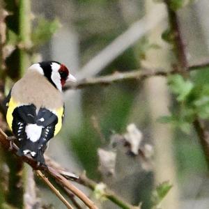 European Goldfinch